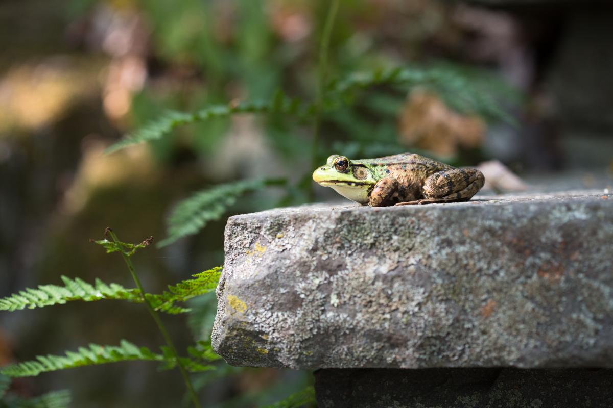 Cute frog on rock.  Might hop later