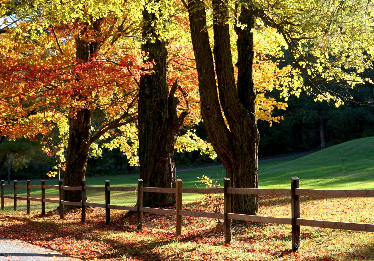 Autumn trees and fence