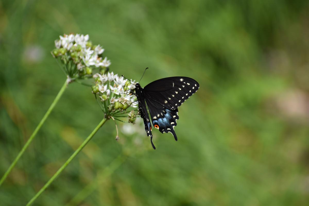black and blue butterfly on Queen Ann's lace