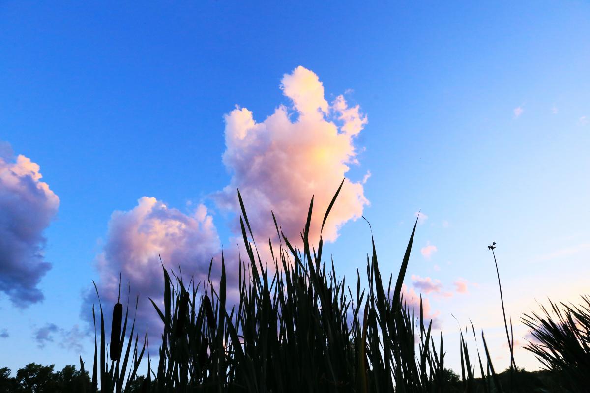blue sky and pink clounds behind rushes