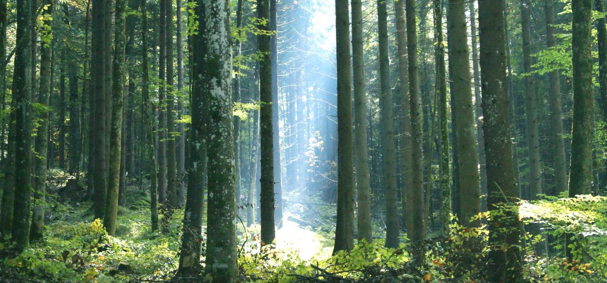 Spiritual light in the forest