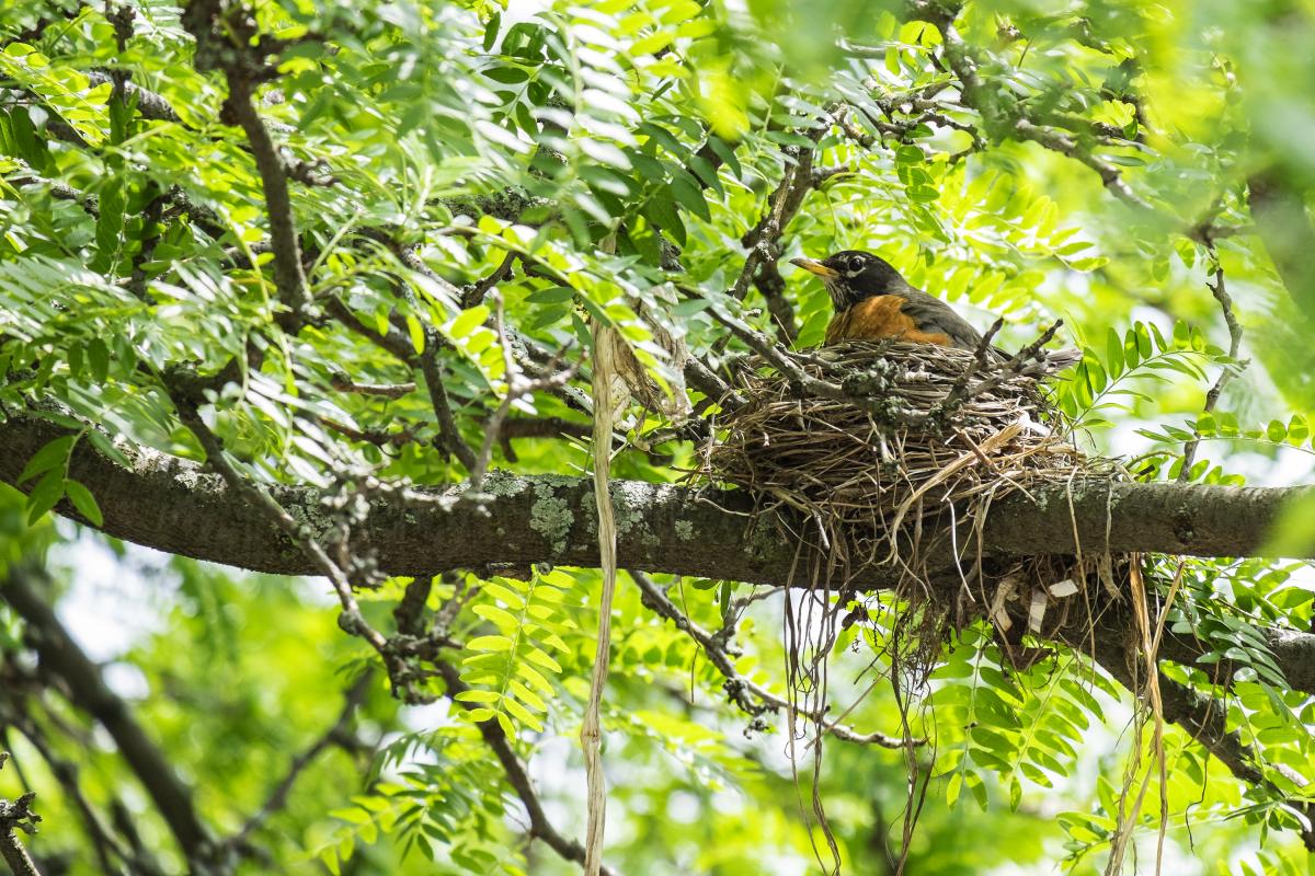 Robin's nest