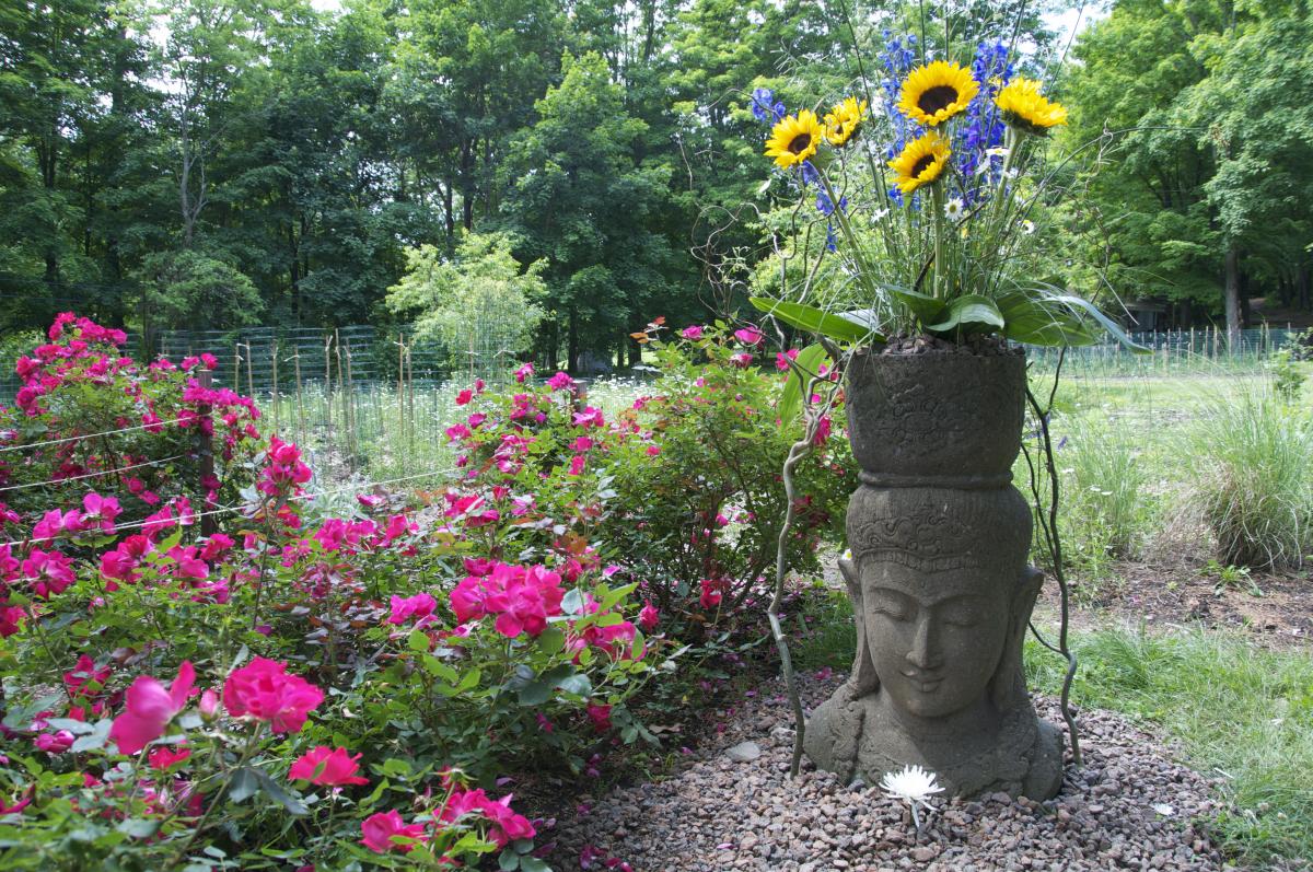 sunflowers and pinks in a garden