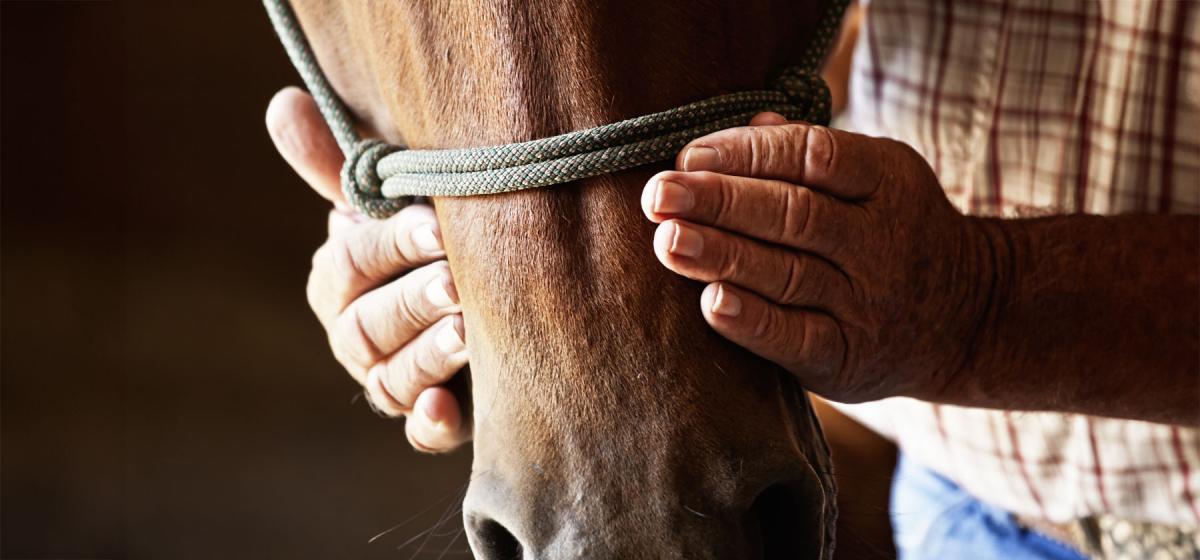 Person using reiki on a horse