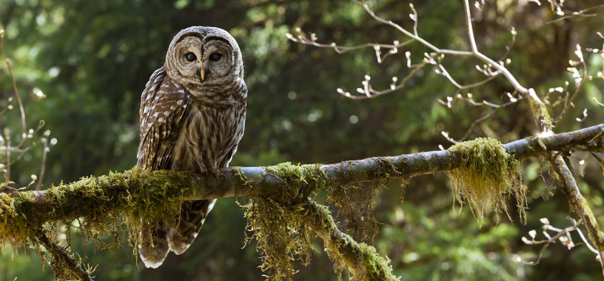 Barred owl, a spiritually significant animal