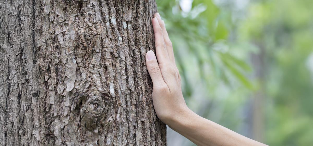 Hand on a tree in the forest