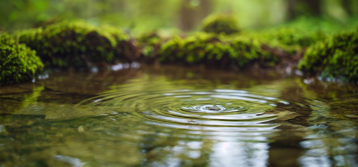 Ripple in a pool in the forest