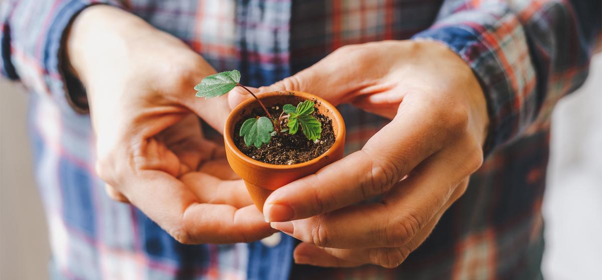 Person holding a small potted plant