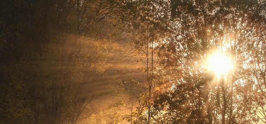 Sun streaming through the trees