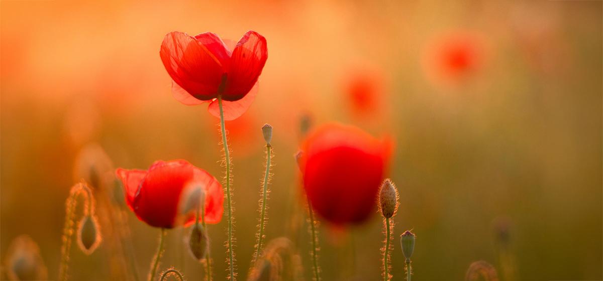 Soft photo of flowers in a field