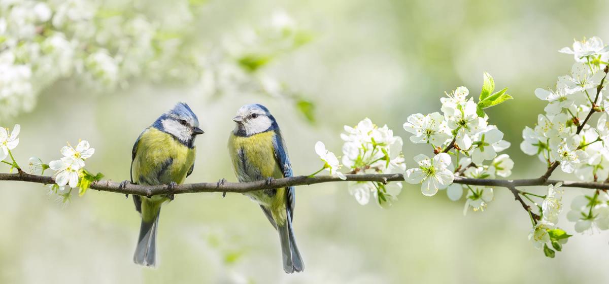 Two birds on a branch looking at each other
