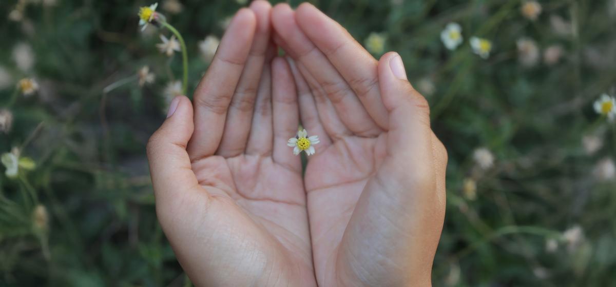 Hands holding a tiny flower with care