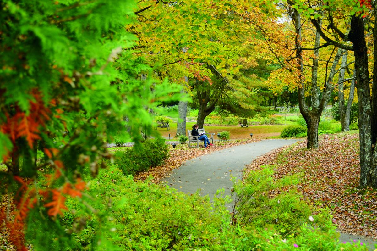 Autumn path through forest