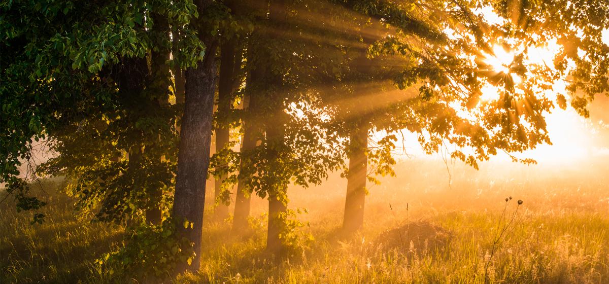 Sunlight filtering through the trees in late summer