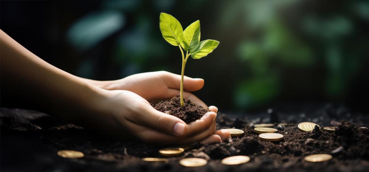 Planting a seedling and coins in the soil