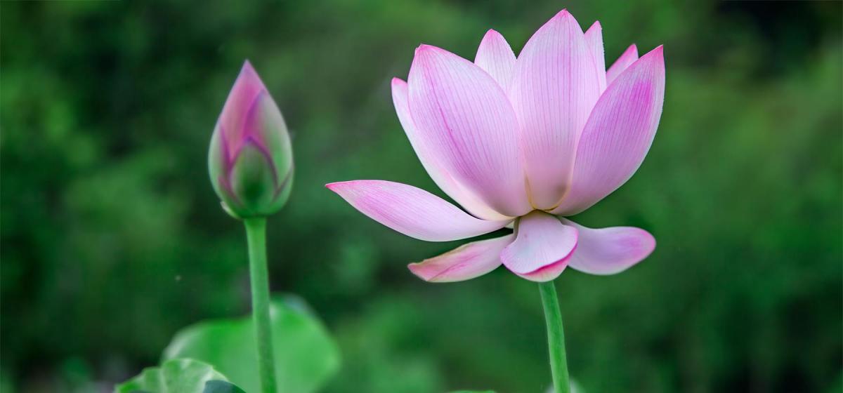 Lotus flower blooming