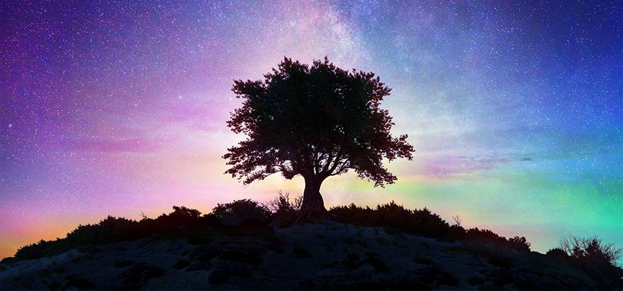 Tree in front of a starry sky