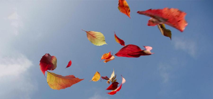 Leaves floating in the wind