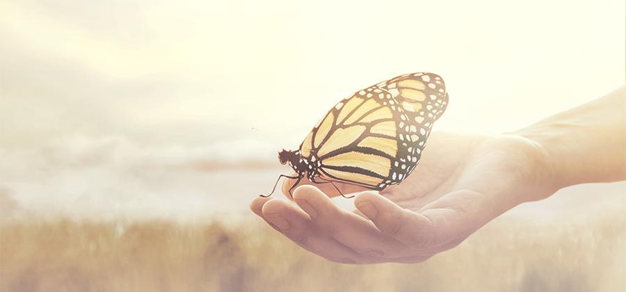 Butterfly landing on someone's hand