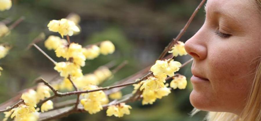 Person smelling flowers in the spring