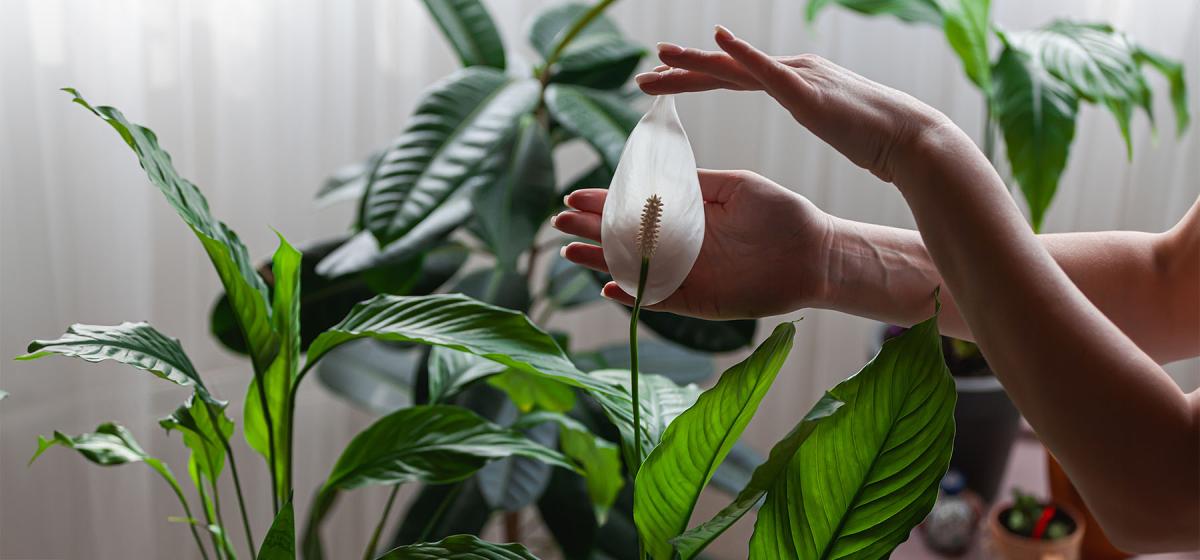 Hand touching a houseplant
