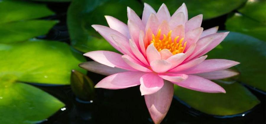 Lotus flower floating in a pond