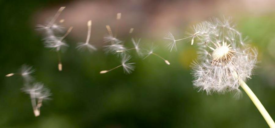 Dandelion in the wind