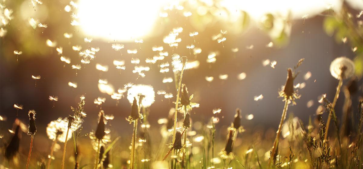 Dandelion in the sun