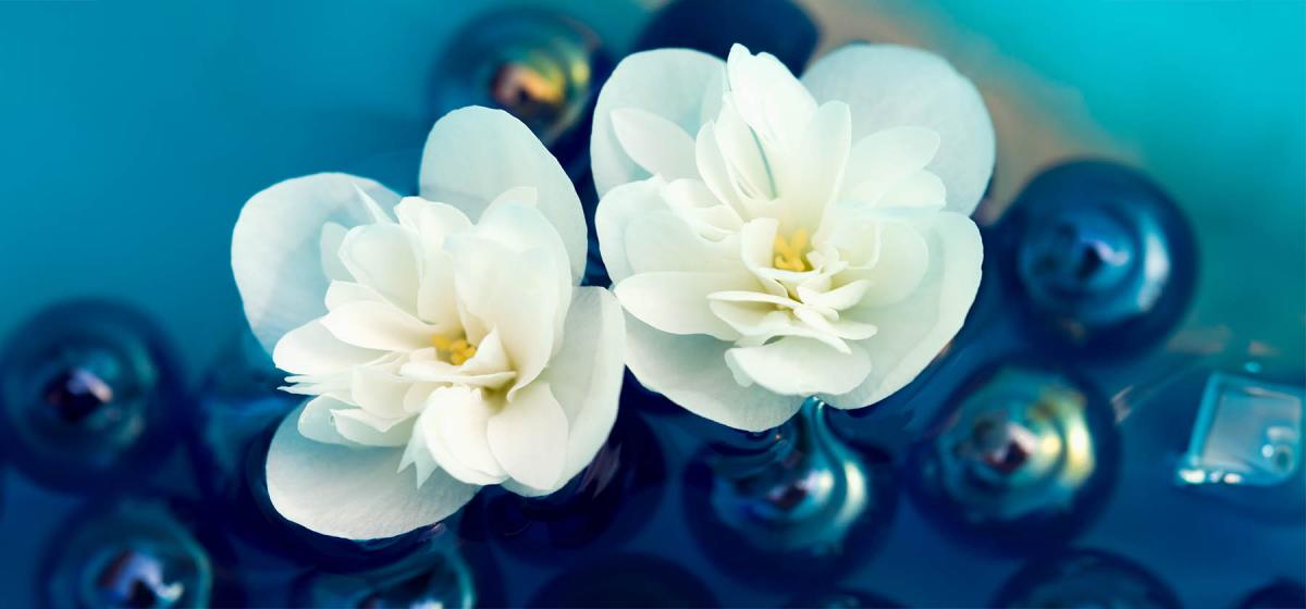 Two jasmine flowers floating on water