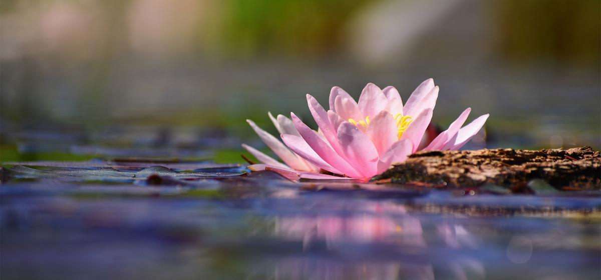 lotus flower in a pond