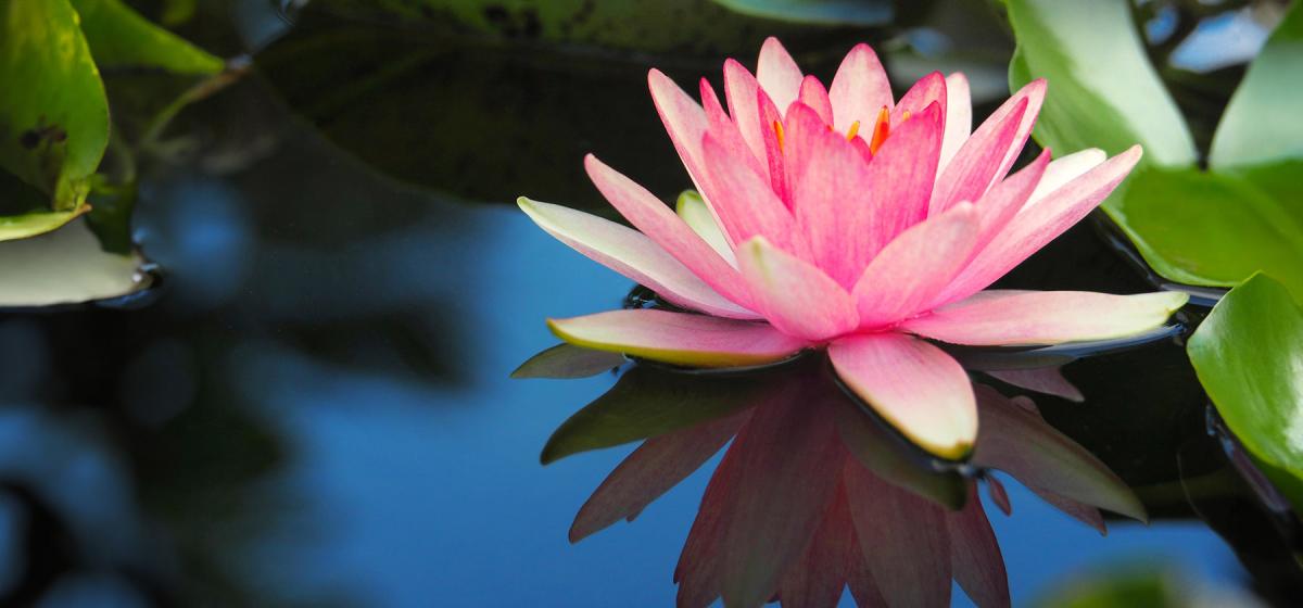 Lotus Blossom floating on pond