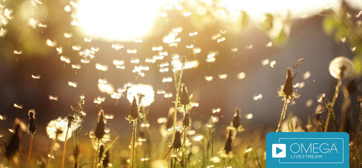Dandelions at sunset
