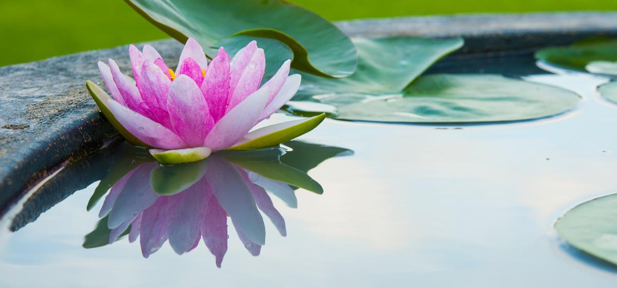 Lotus blossom in a pool of water