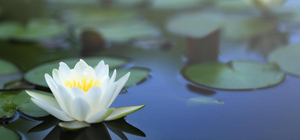 Lotus flower floating on a pool of water