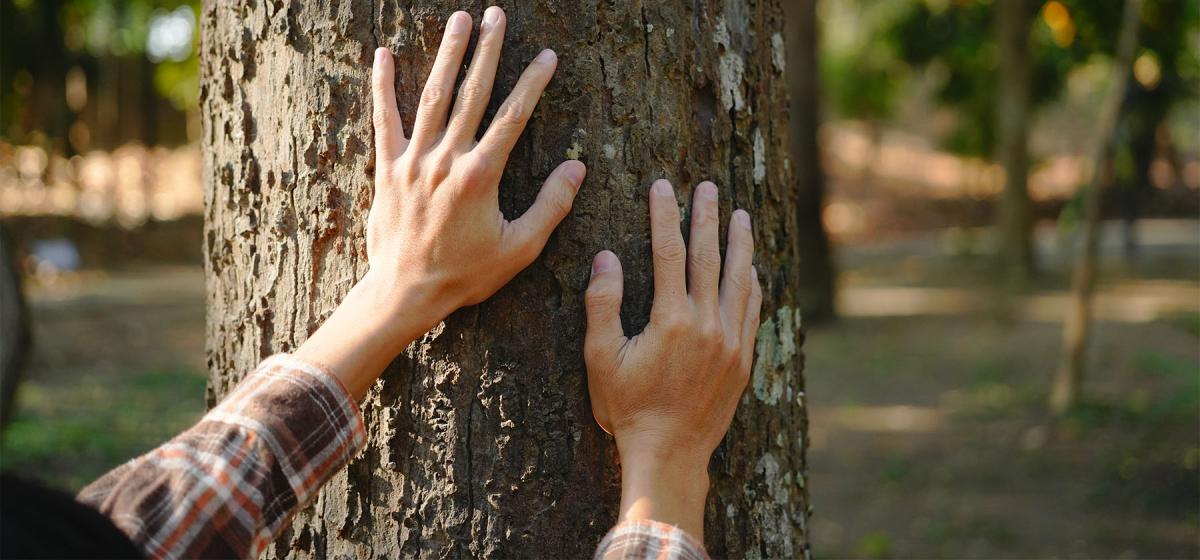 Person's hands on a tree
