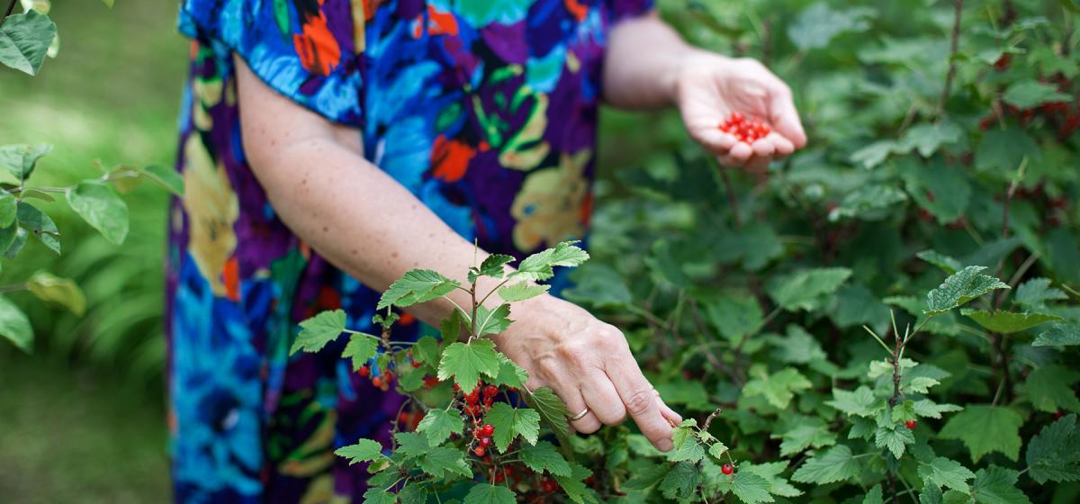 Person harvesting berries