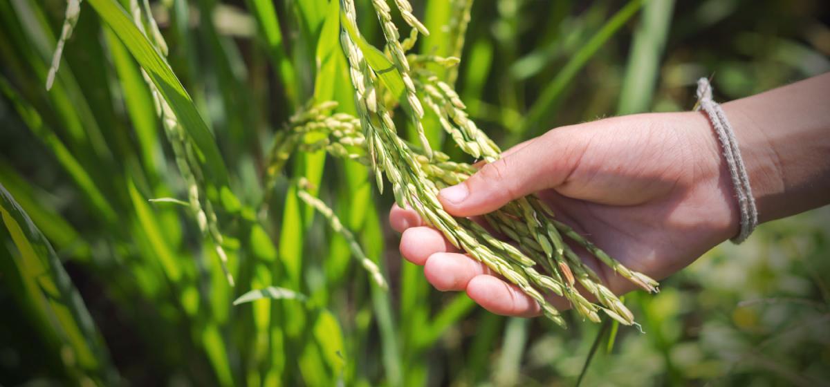 Hand reaching out touching grasses