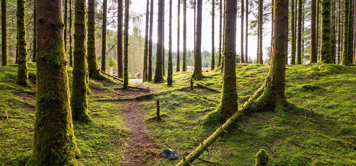 Path through the forest