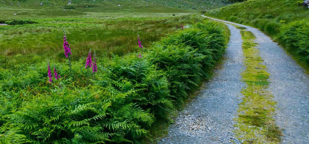 Gravel path in a field