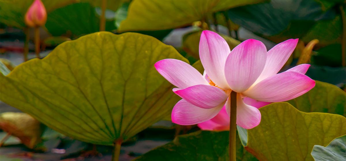 Pink lotus flower in a pond