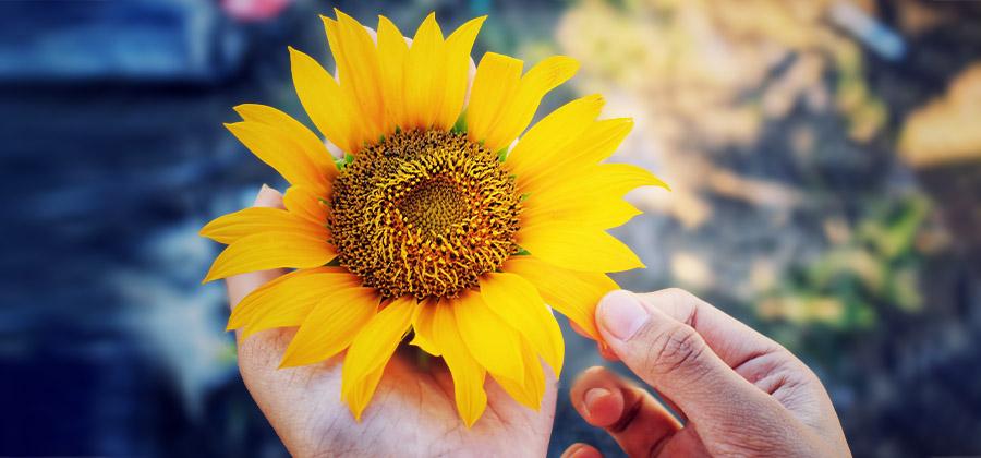 hand touching a sunflower