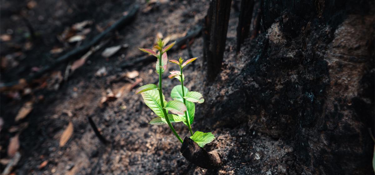 Flower growing out of the charred ground after a forest fire, symbolizing resilience and recovery