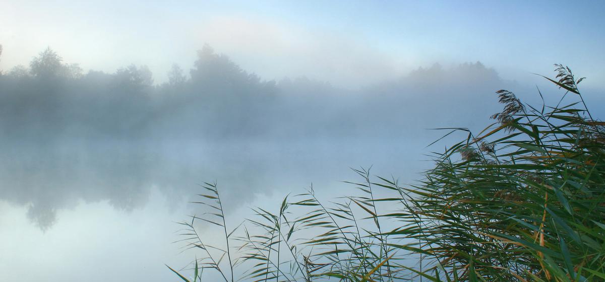 Calm lake with reeds blowing in front of it.