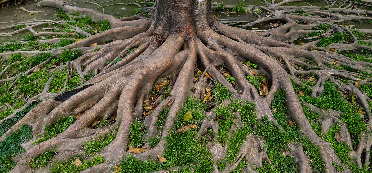Tree with large roots