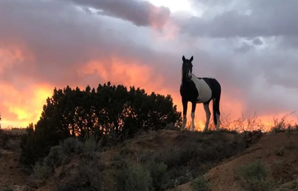 Horse at sunset at MEA's Santa Fe Campus