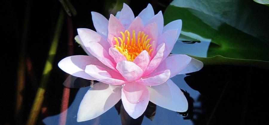 lotus flower floating on water