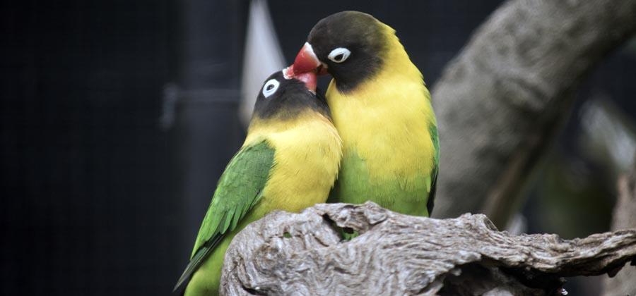 Two lovebirds on a branch