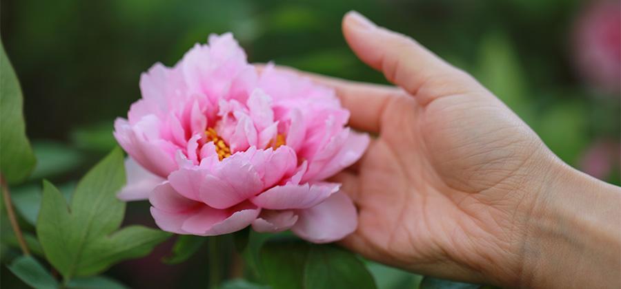 Hand holding a pink flower