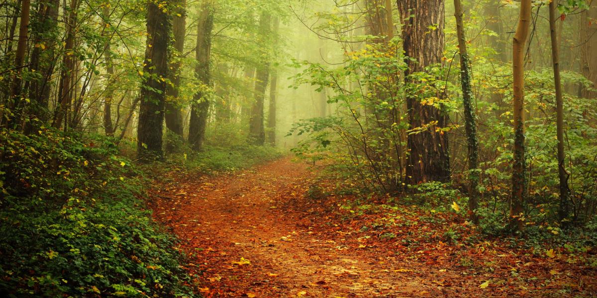 Path through a forest