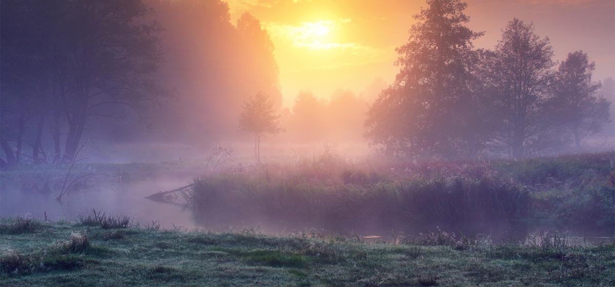Sunrise in a misty forest
